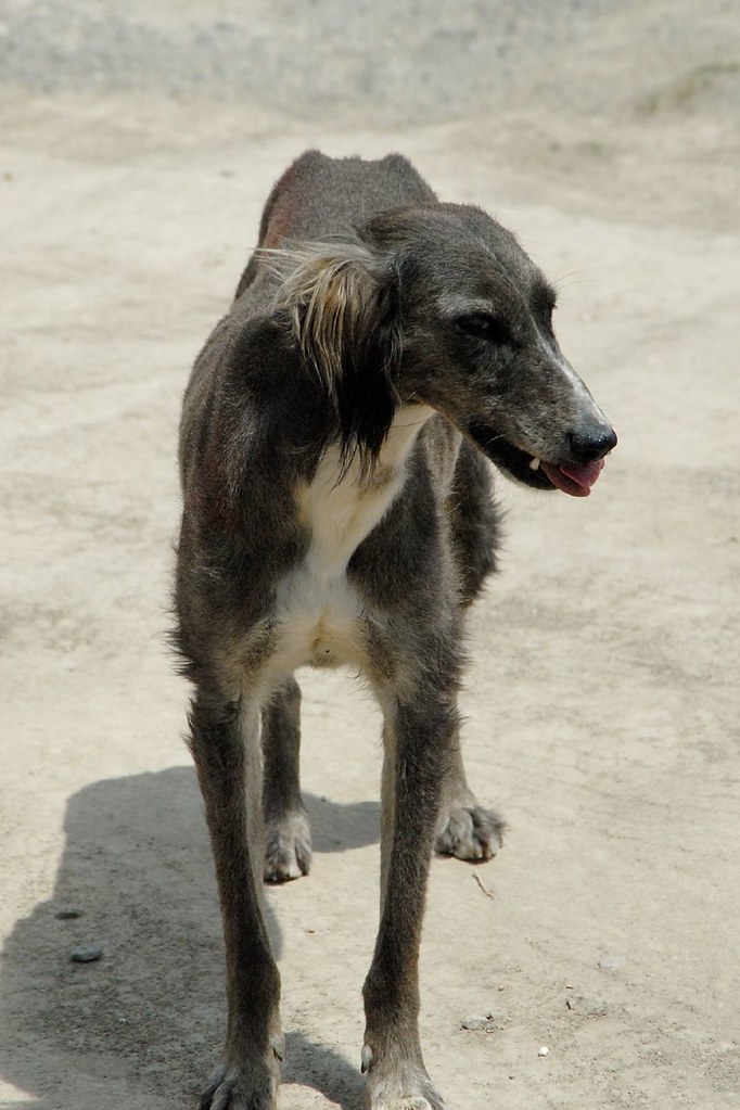DSC_1817_hunting_dog_kazakhstan A Kazak hunting dog. Ken Driese