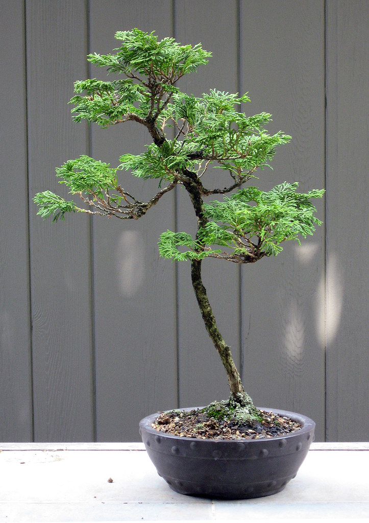 Hinoki cypress literati shohin before 72207.jpg Here's t… Flickr
