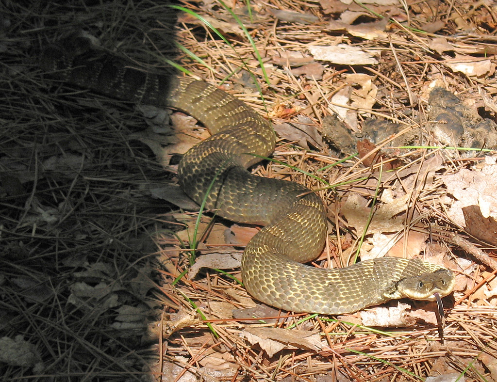 Massasauga Rattlesnake? Michigan's only rattlesnake, the M… Flickr