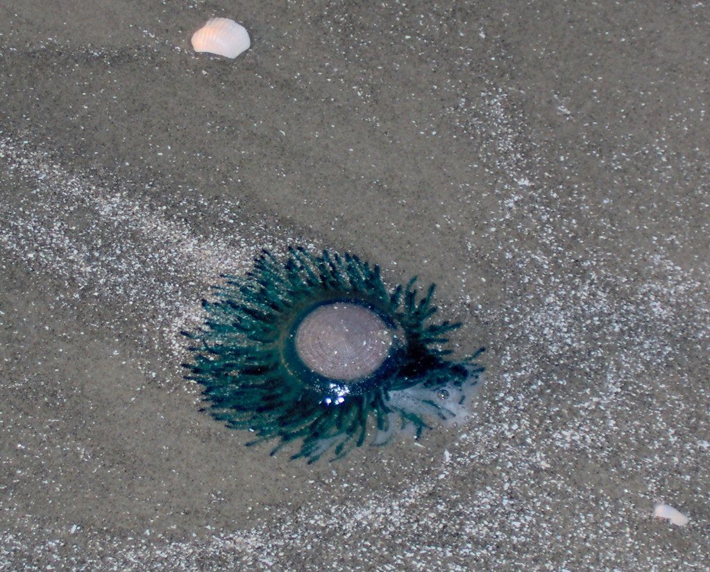 Turquoise Jellyfish Galveston Im000045.Jpg Jerri Schick Flickr