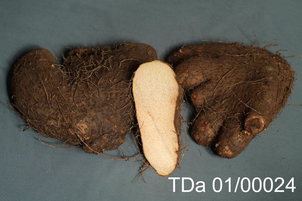 Water yam variety TDa 01/00024 Water yam variety TDa 0… Flickr