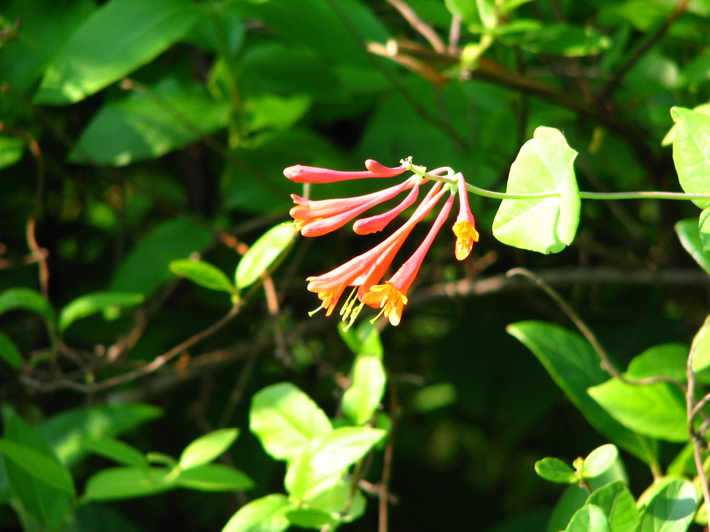 Trumpet honeysuckle was spotted on World Peace Wetland Pra… Flickr