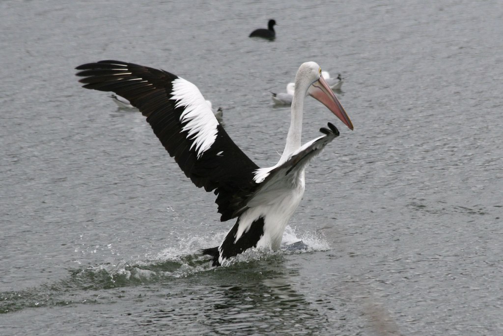 Pelican Landing Australian Pelican (Pelecanus conspicillat… Flickr