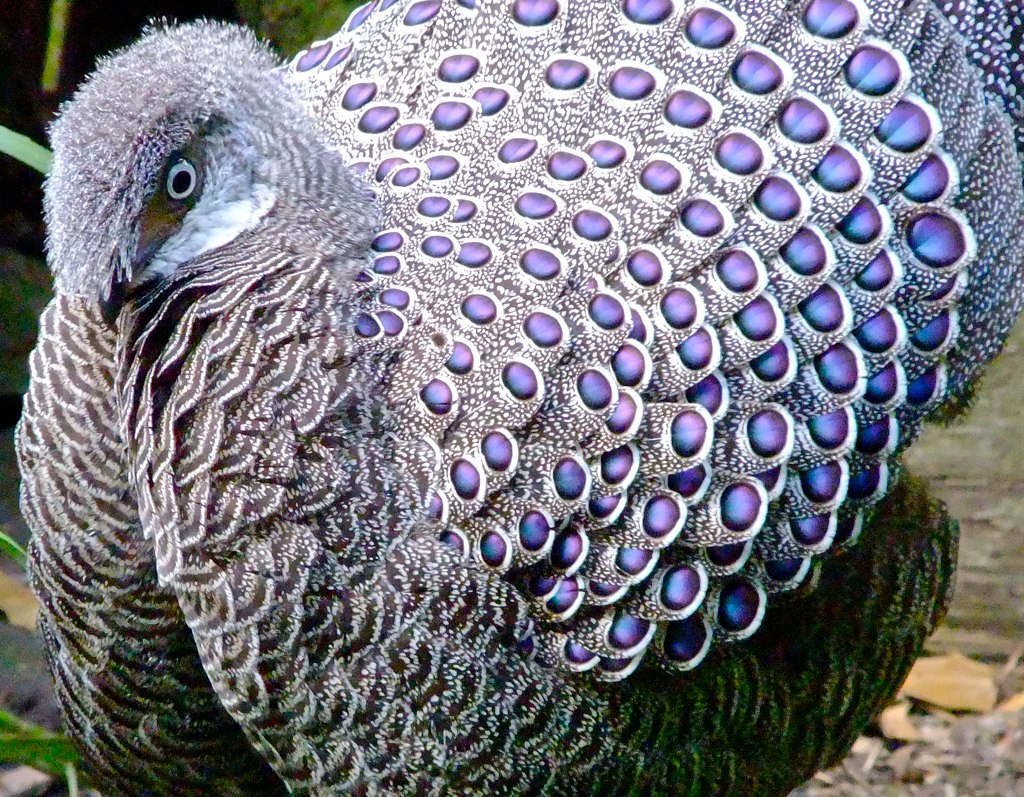 Grey Peacock Pheasant Polyplectron bicalcaratum Flickr
