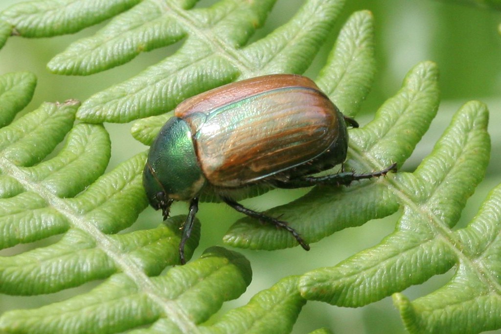 Beetle Green Garden Chafer possibly Anomala dubia Wantisde… Flickr