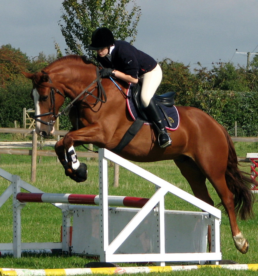 Welsh Section D Horse. A Native Pony of The British Isles.… Flickr