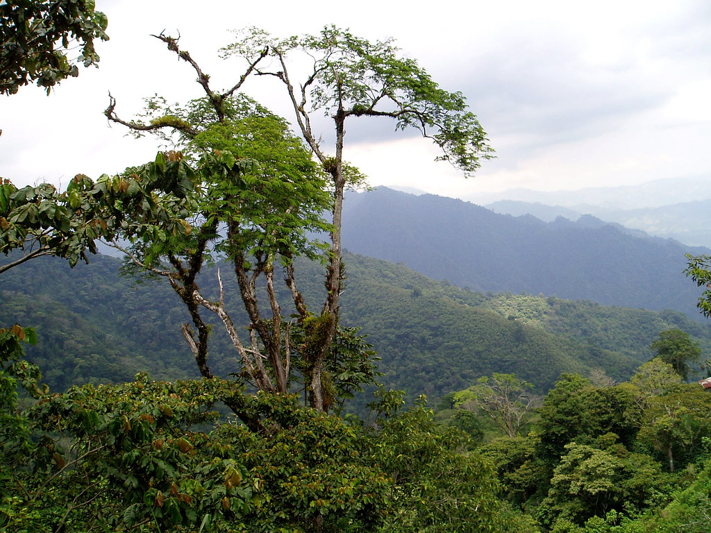 Honduras Rain Forest This is the montaña de El Merendón cl… Flickr