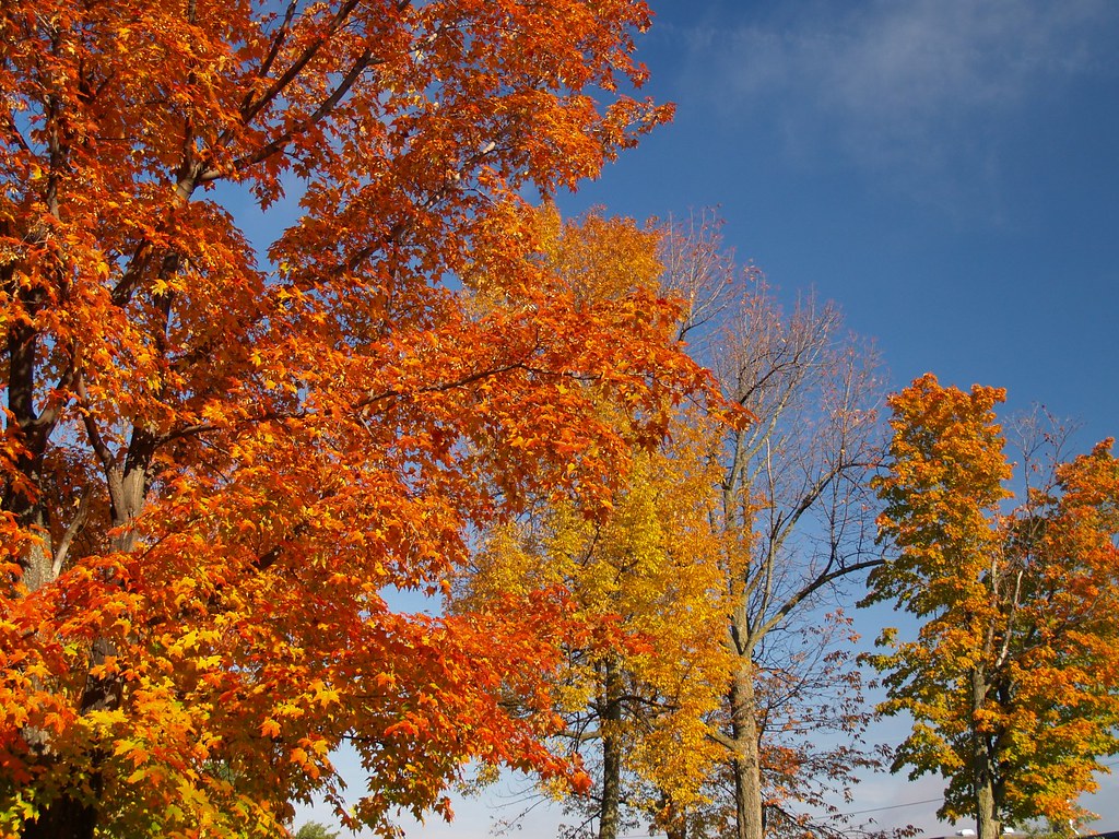 Trees Fall colours in Kingston, Ontario Joselito Ochotorena Flickr
