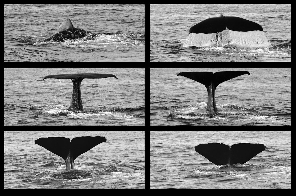 WhaleTail Six consecutive frames of a whale dive off the c… Flickr