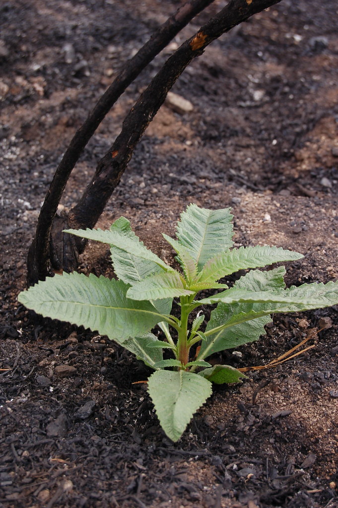 New Growth Plants beging to recover about 5 weeks after th… Flickr
