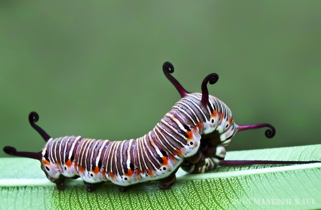 Common Indian Crow Butterfly's CaterpillarIndia Checkout … Flickr