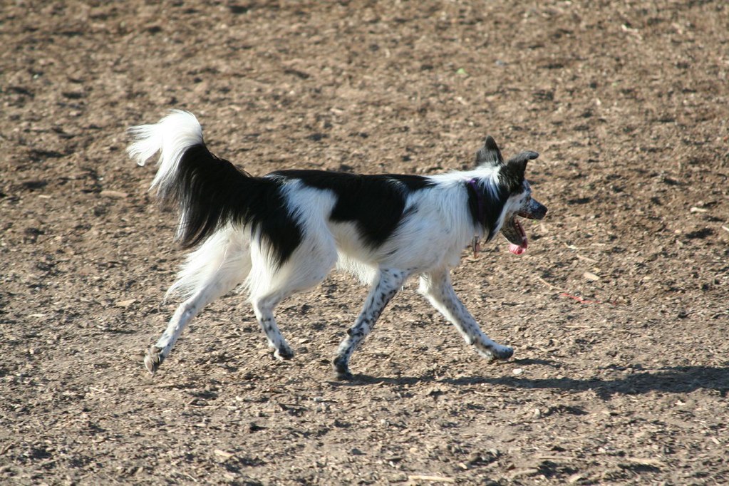 Furry the Border Collie Nina Hale Flickr