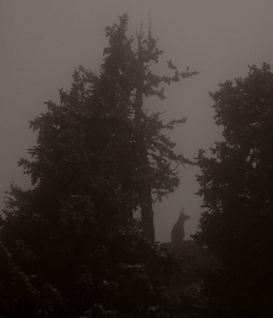 Chamois looking right Philippe Henry Flickr