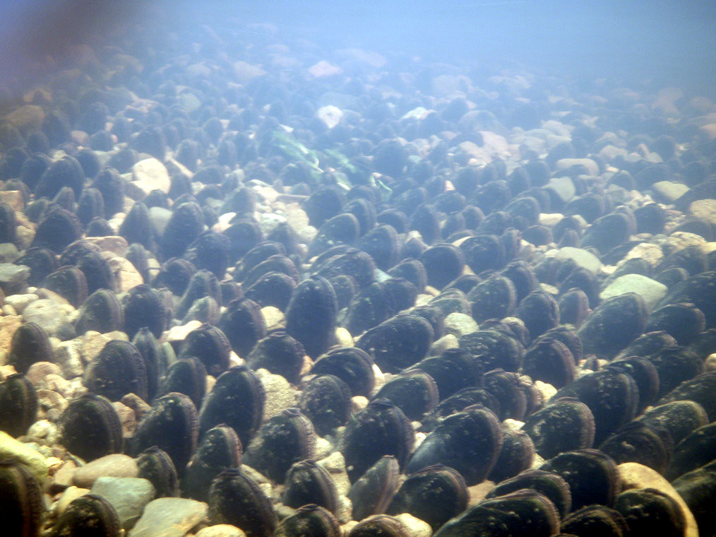 Mussel bed 1 Freshwater mussels in riverbed, British Colum… Flickr