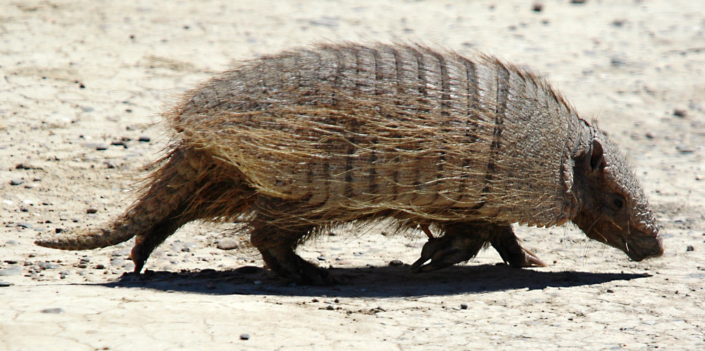 Armadillo Family Dasypodidae. Vince Smith Flickr