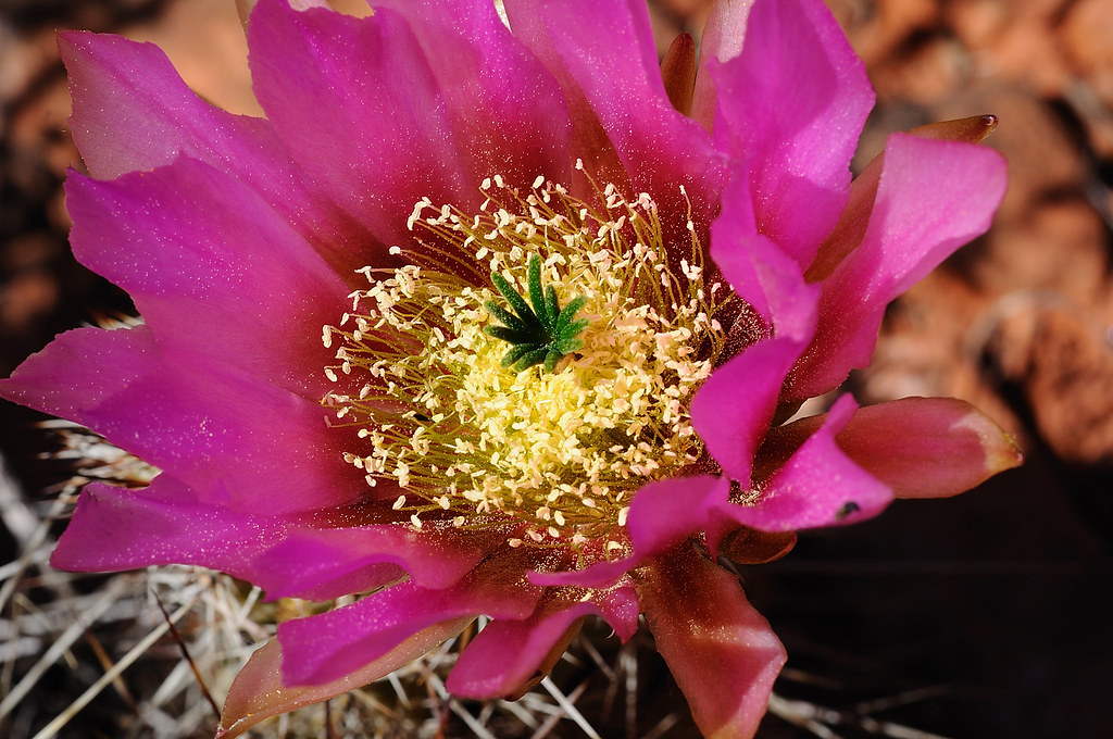 Cactus Bloom Sedona, Az. John Flickr