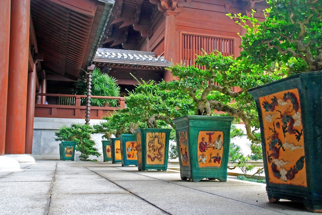 Bonsai Soldiers A row of Bonsai trees in Singing Nuns temp… Bebiano