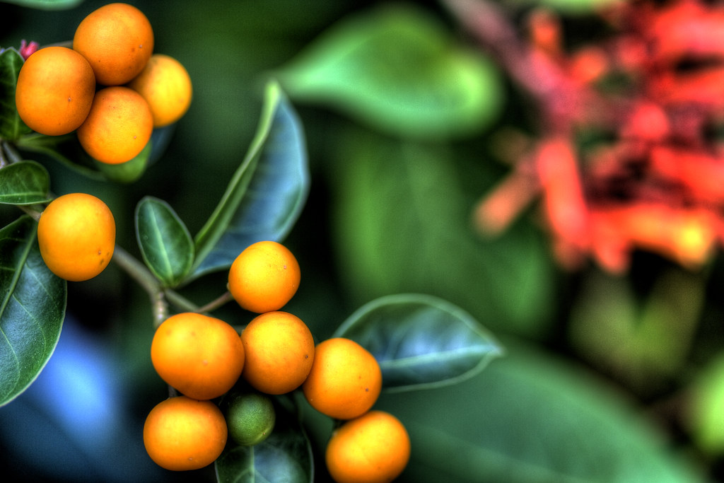Tiny oranges a photo on Flickriver
