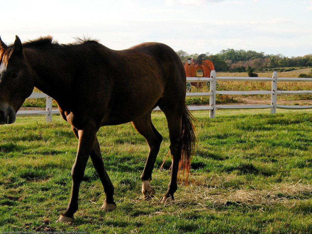 Horse / Long Island, NY / 20031018.G2.01860 Seeming Lee Flickr