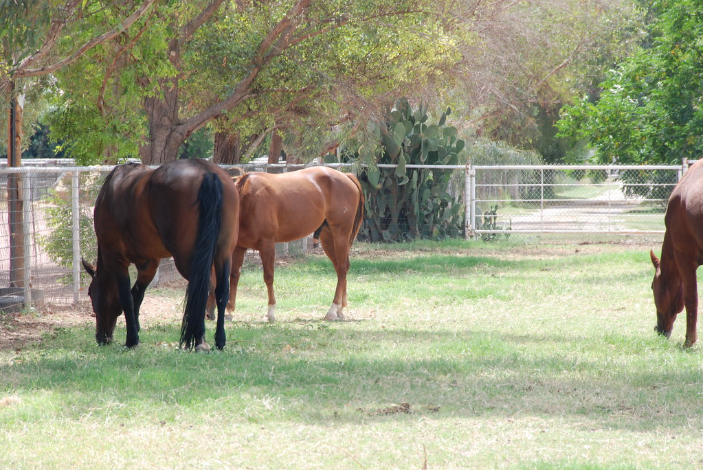 DSC_0011 Pictures of Blake's Horses Cris Holdorph Flickr