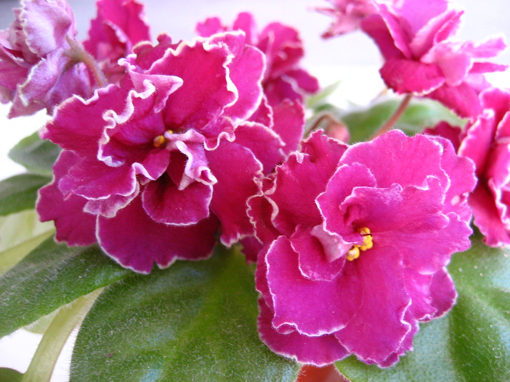 Close up of red African violets This is just about as clos… Flickr