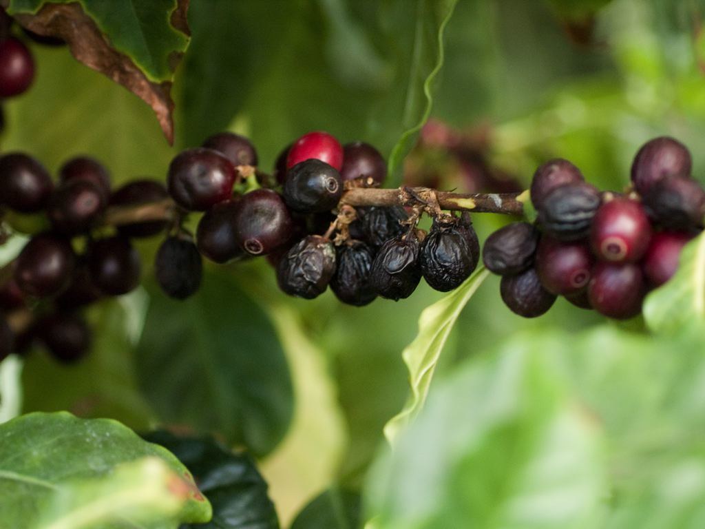 Coffee Plant Fri Jun 15, 2007 Nikon 70210mm macro lens … Flickr