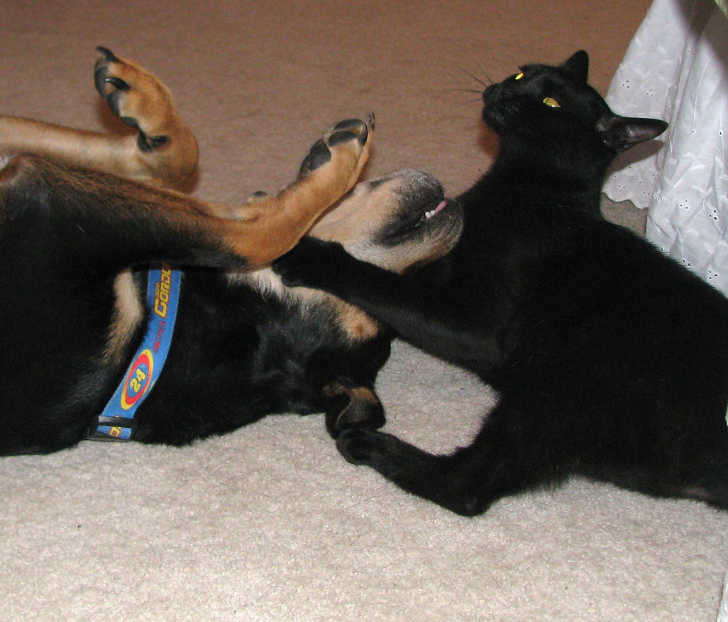 cats propose things to do... dogs either accept or veto th… Flickr