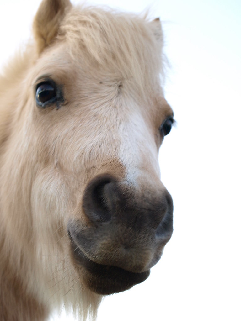 Toffee the miniature horse Greg Flickr