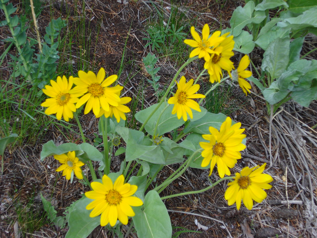 Yellowstone These flowers are super tough, they grow next … Flickr