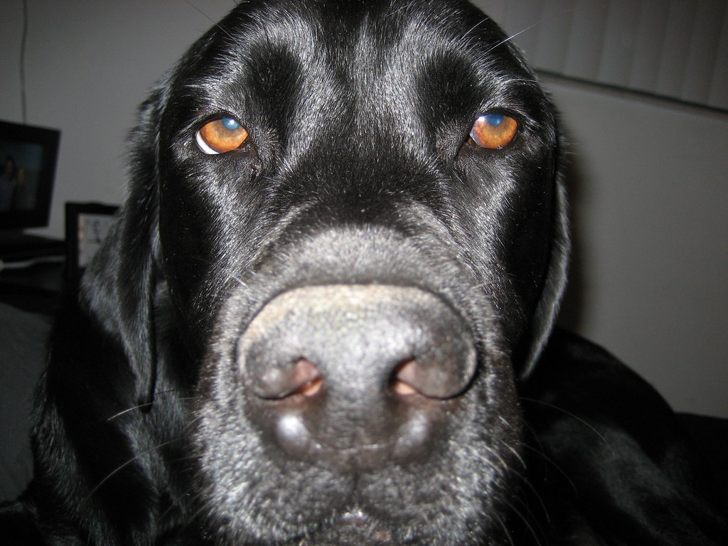 nosey merle how could this face not brighten your day. it … Flickr