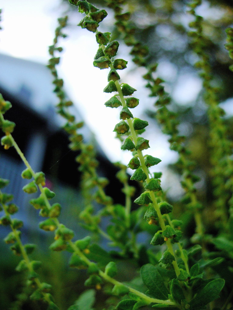 Ambrosia sp. Ambrosia sp., Asteraceae, at Wild Basin Wilde… Flickr