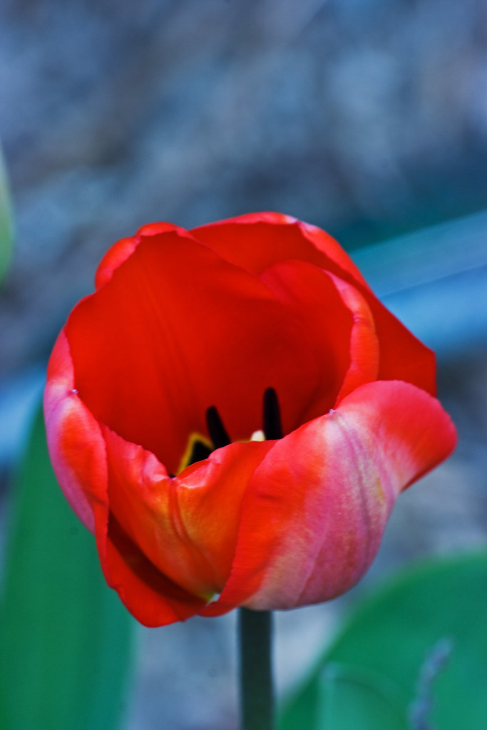 Holo Flower 66 Orford Mill , Tottington, Devon Frank Darnell Flickr