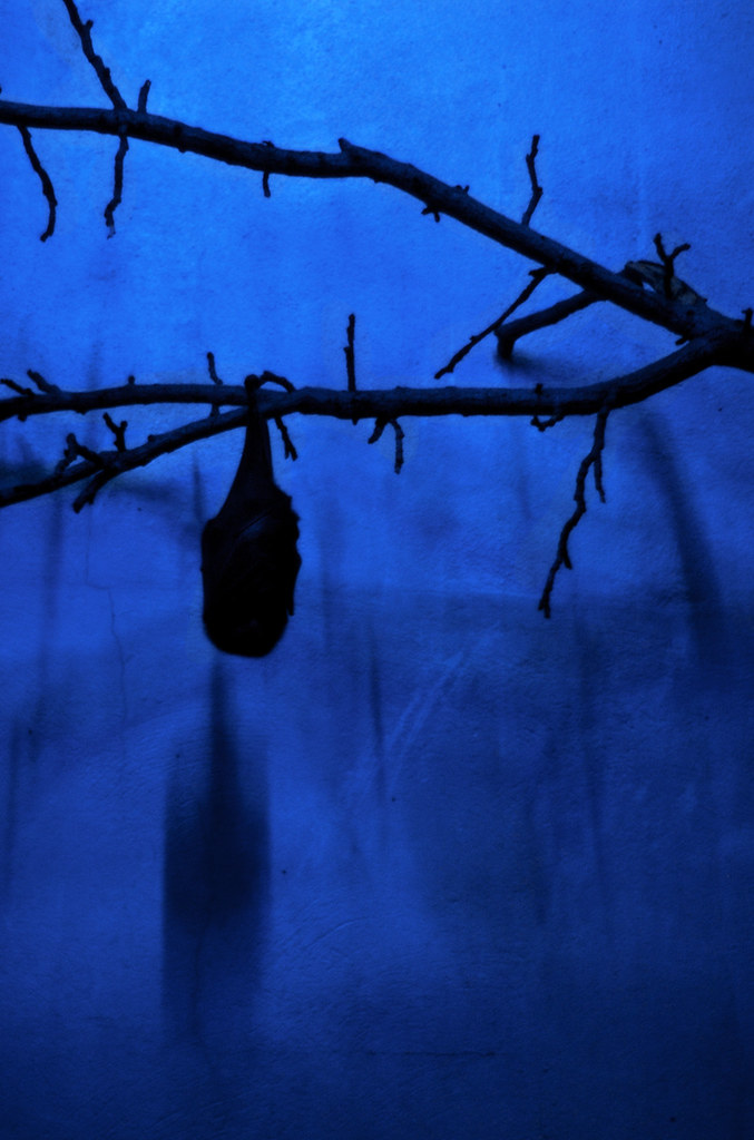 Vampires Sleep Upside Down David Minder Flickr