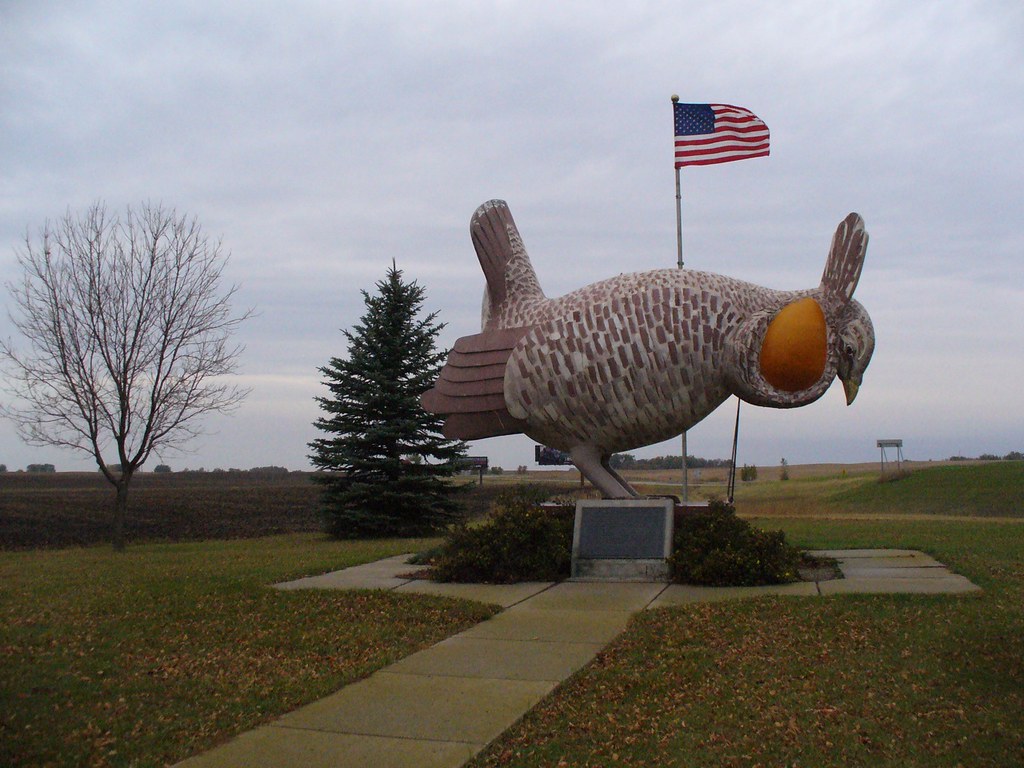 Giant Prairie Chicken Rothsay, MN Krista Kennedy Flickr
