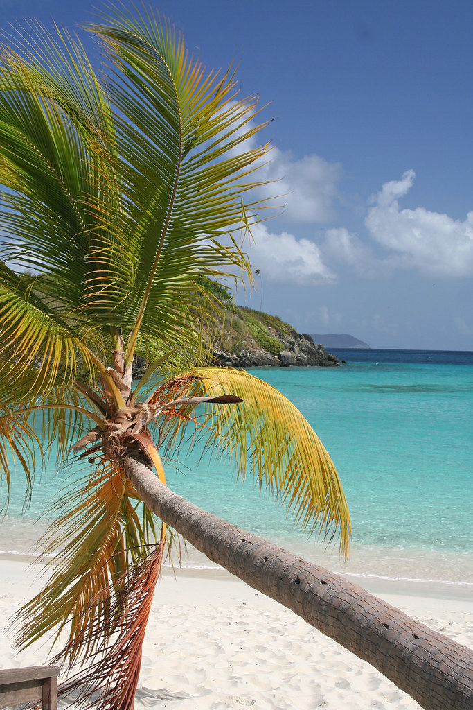 Palm Tree Virgin Islands National Park Trunk Bay St. J… Flickr