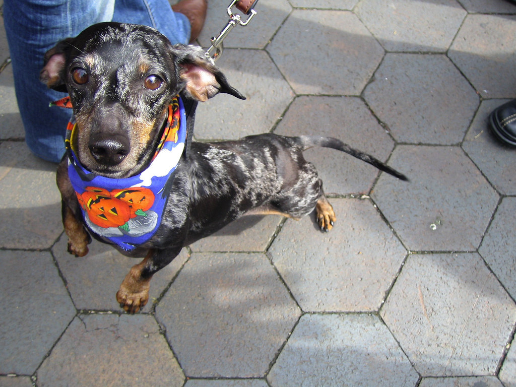 Dachshund Parade Dachshund Oktoberfest NY NIK Flickr