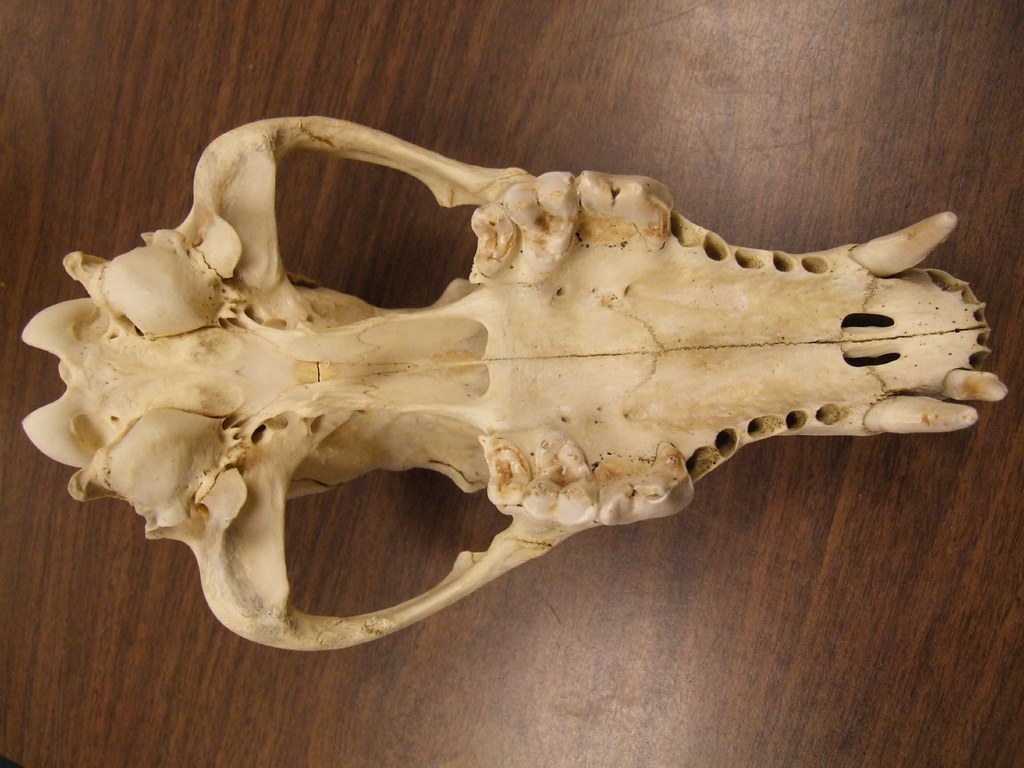 Wolf Skull a photo on Flickriver