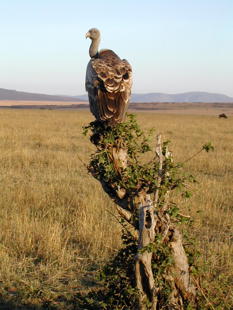 vulture roost well, i just learned that African vultures d… Flickr