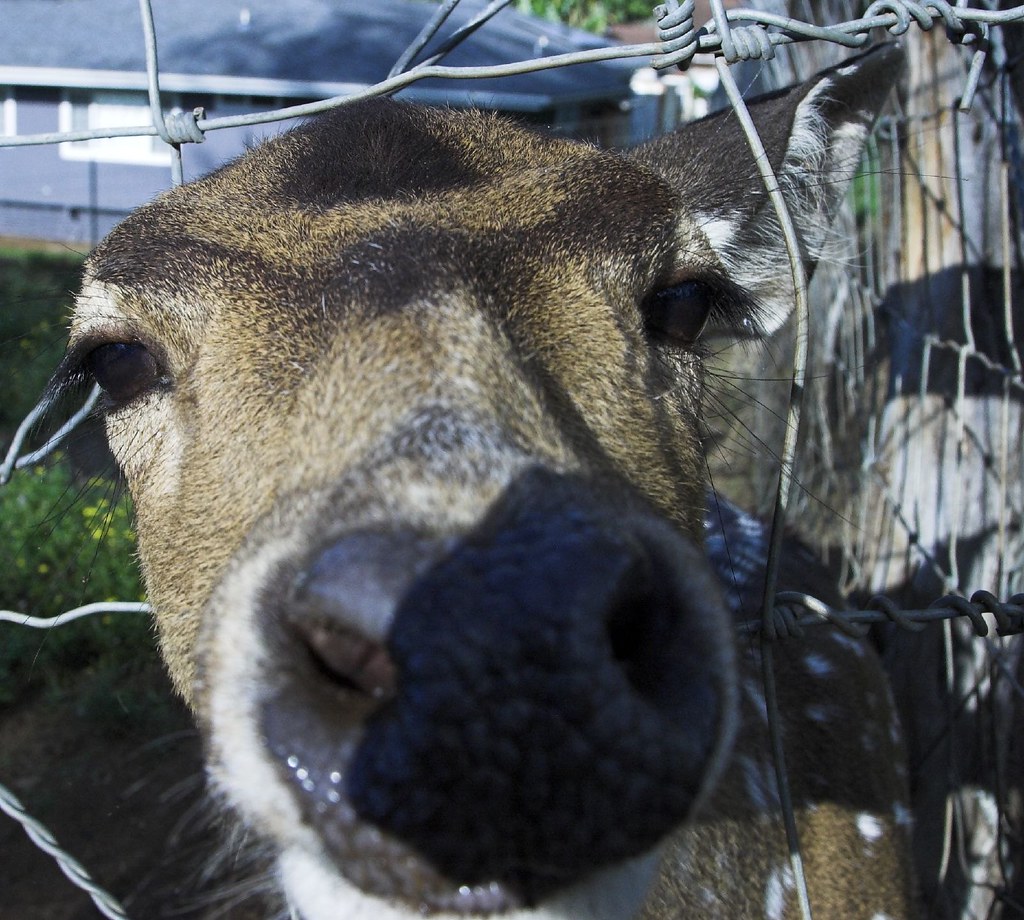 Pet Deer Pet deer across the street from the bed and break… Flickr