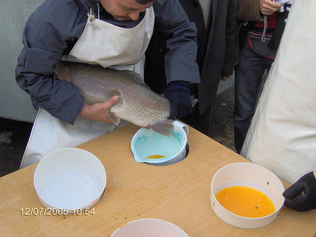 Trout, fish Trout eggs aydinhamdi Flickr
