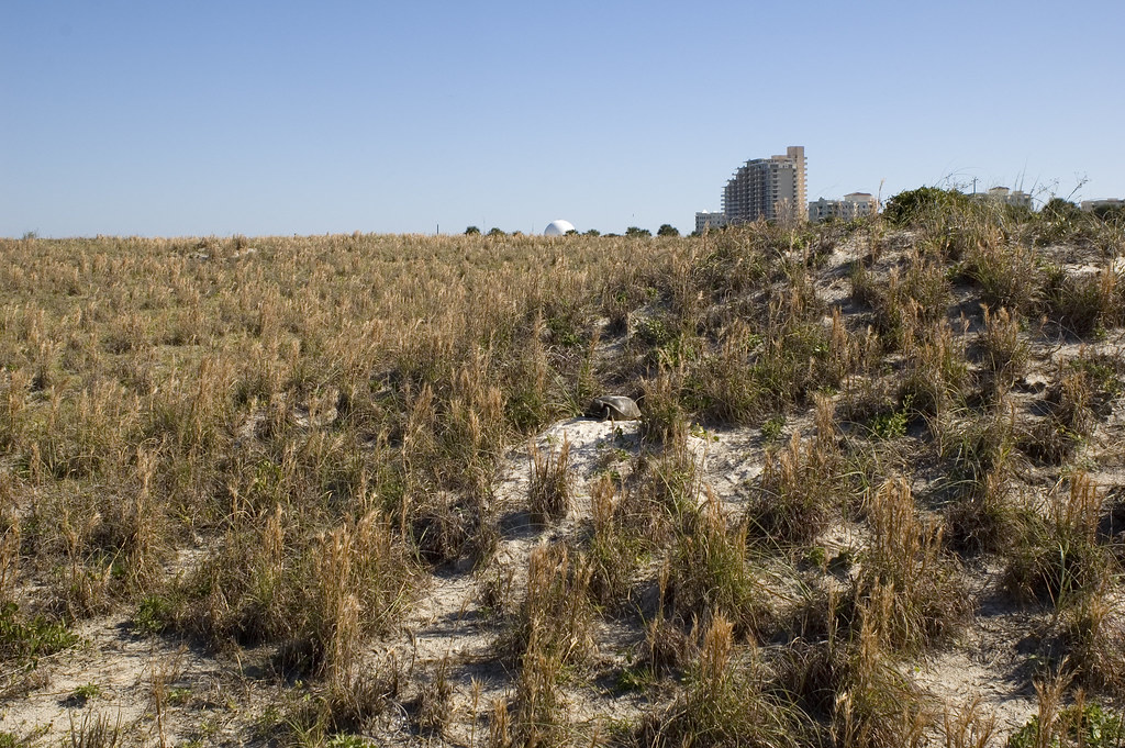 Smyrna Dunes A Volusia County Park at New Smyrna Beach. Lo… Flickr