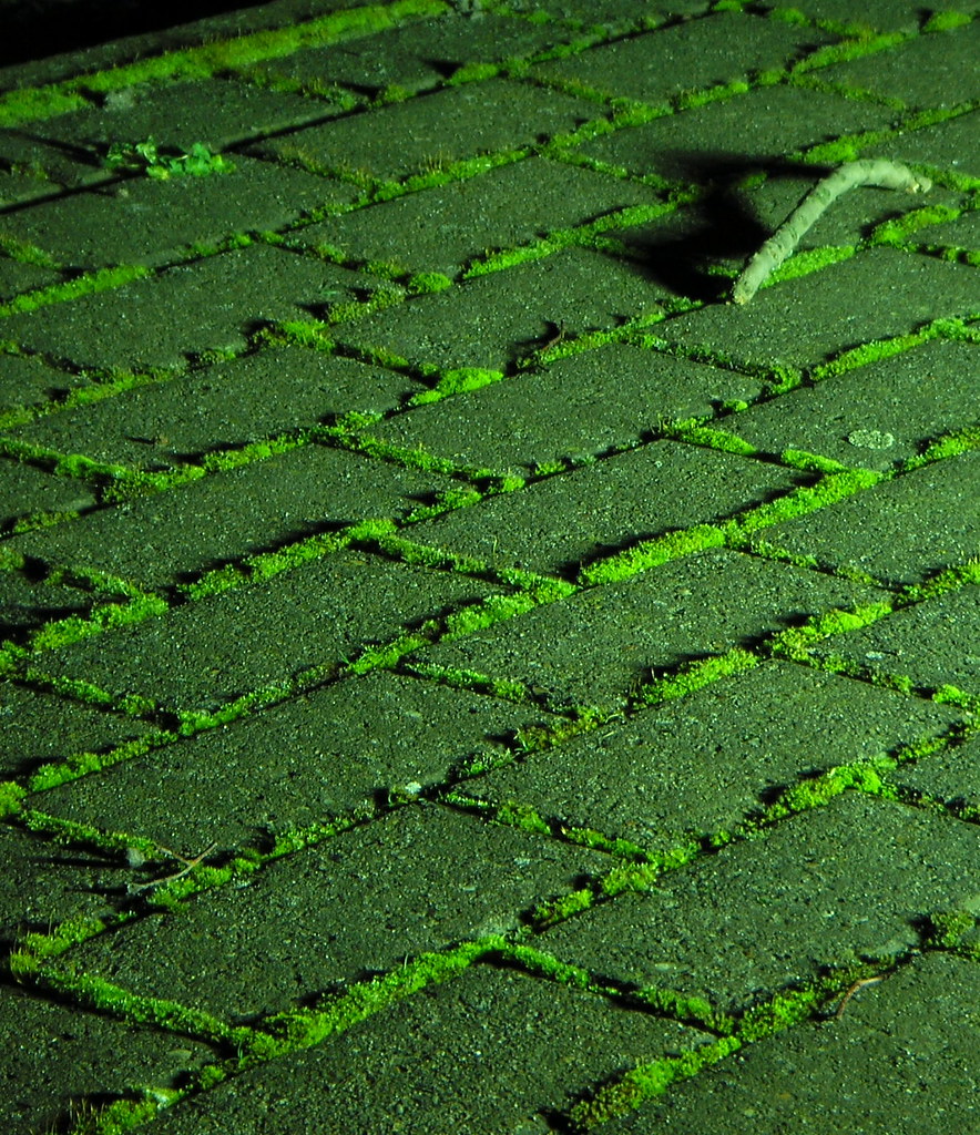 Green twig St. park, Yarmouth Glen Scott Flickr