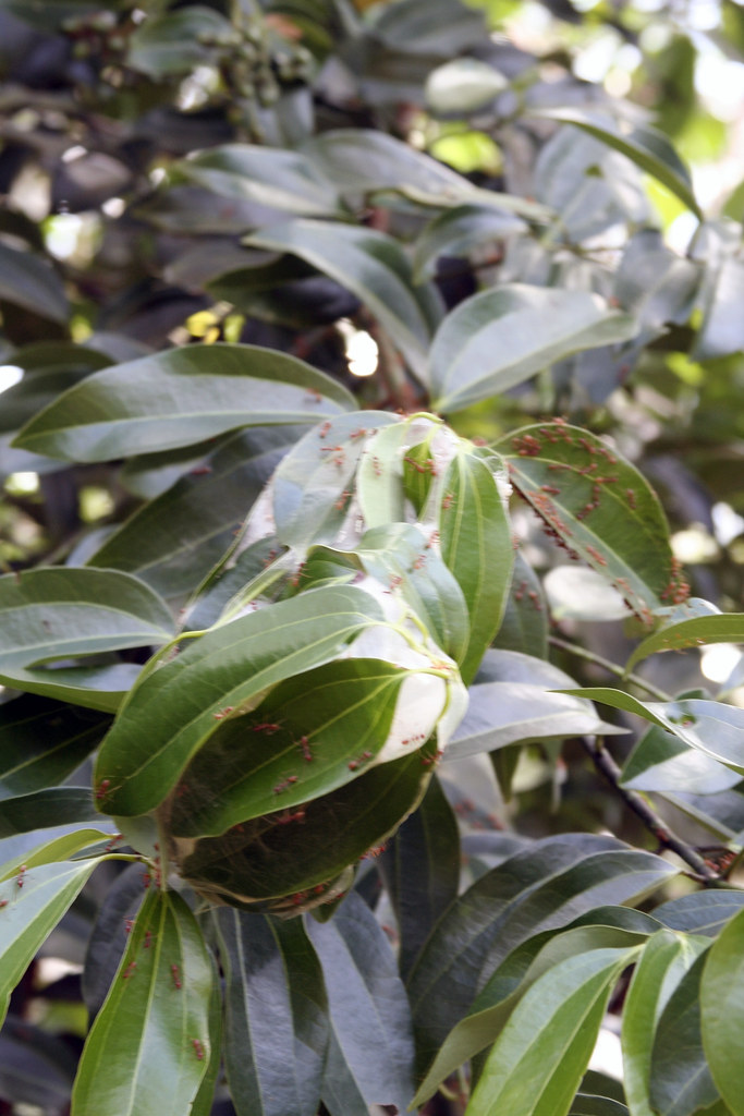 Infested cinnamon tree.jpg Red ants were everywhere and th… Flickr