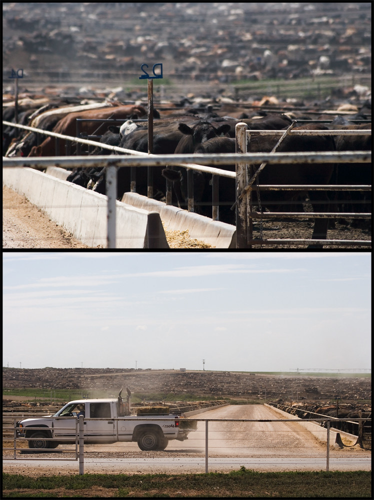 feed yard in dalhart, texas on 54. we drove for at least 1… Flickr