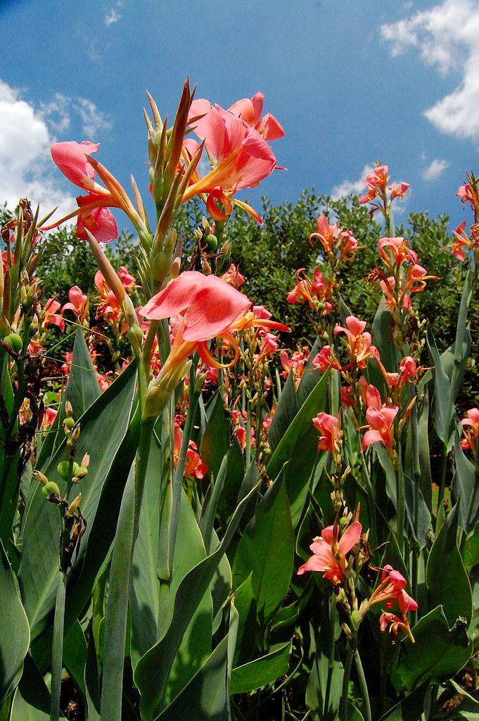 fredrick daily Simply Flowers Athens Ga / Same Day Flower Delivery Athens Ga My Blog / Simply