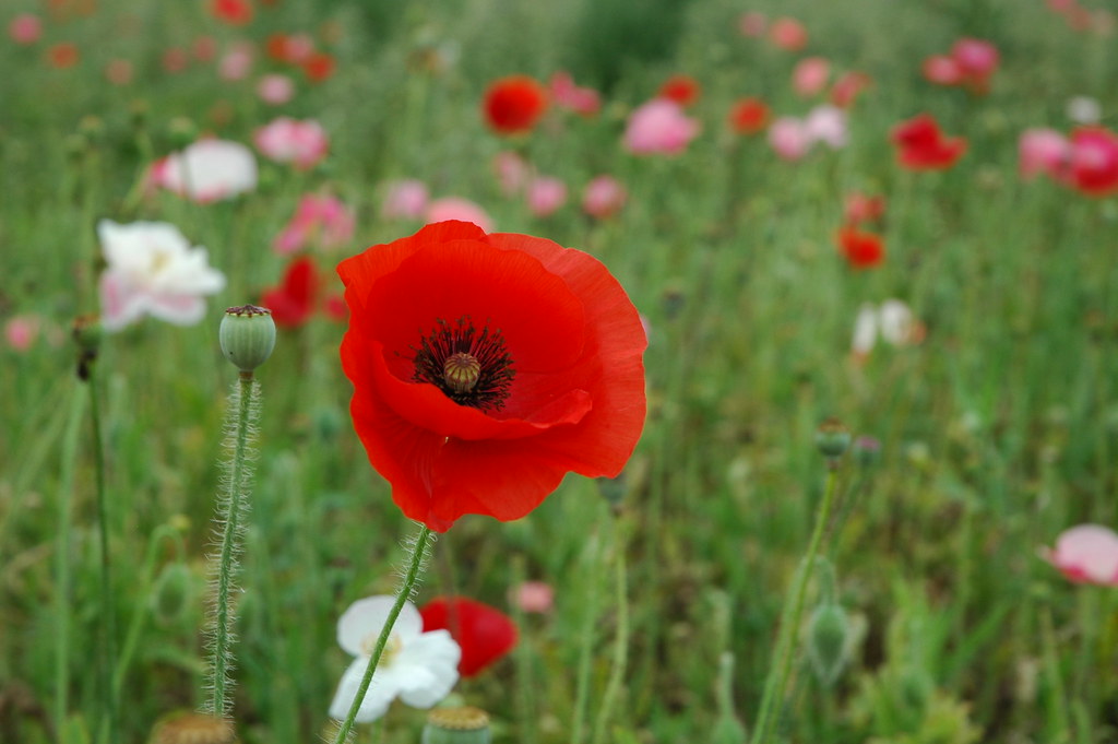 Poppies Growing next to lavender fields in Stonewall, Texa… Flickr