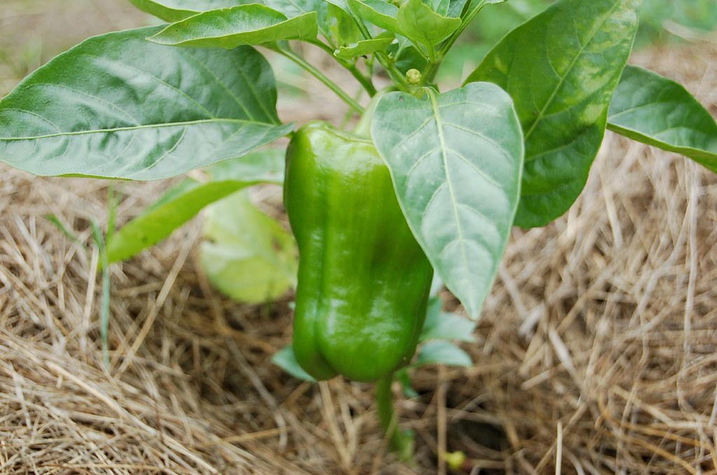 Sweet pepper We have most of the nightshades growing in th… Flickr
