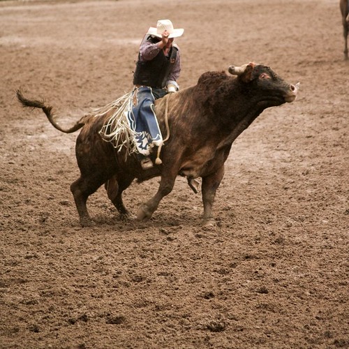 Cheyenne Frontier Days Rodeo Bulls Fri Jul 27, 2007 aftern… Flickr