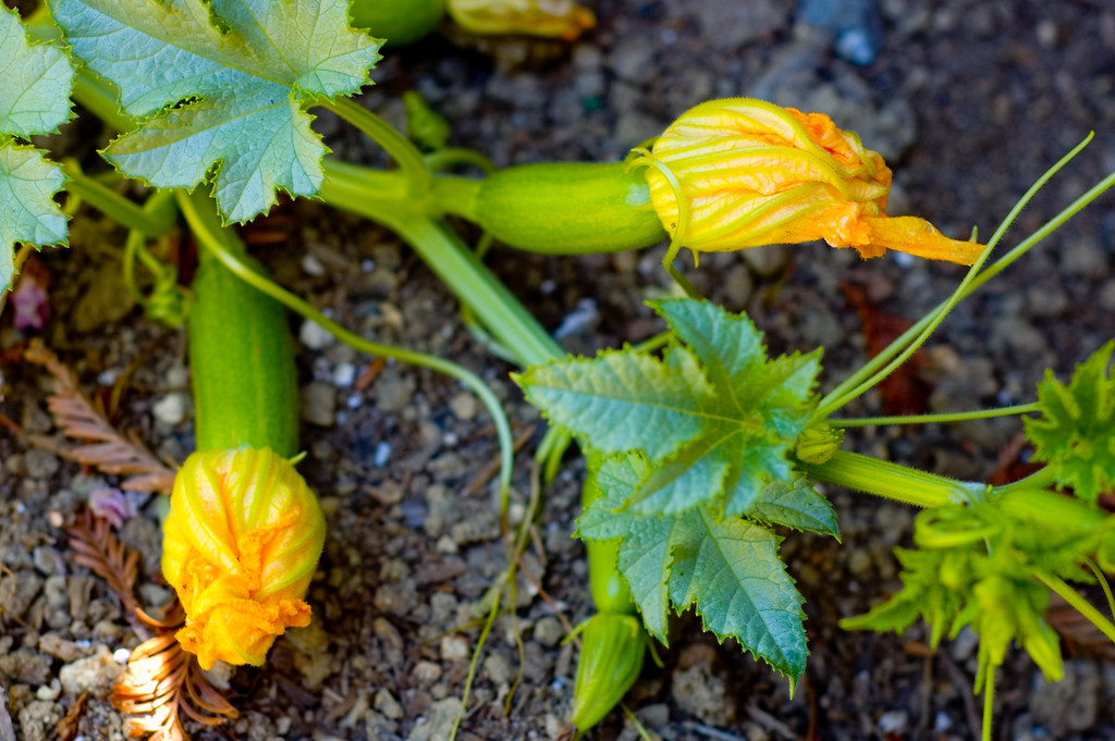 Squash Blossoms I found these two hiding in the shade, and… Flickr
