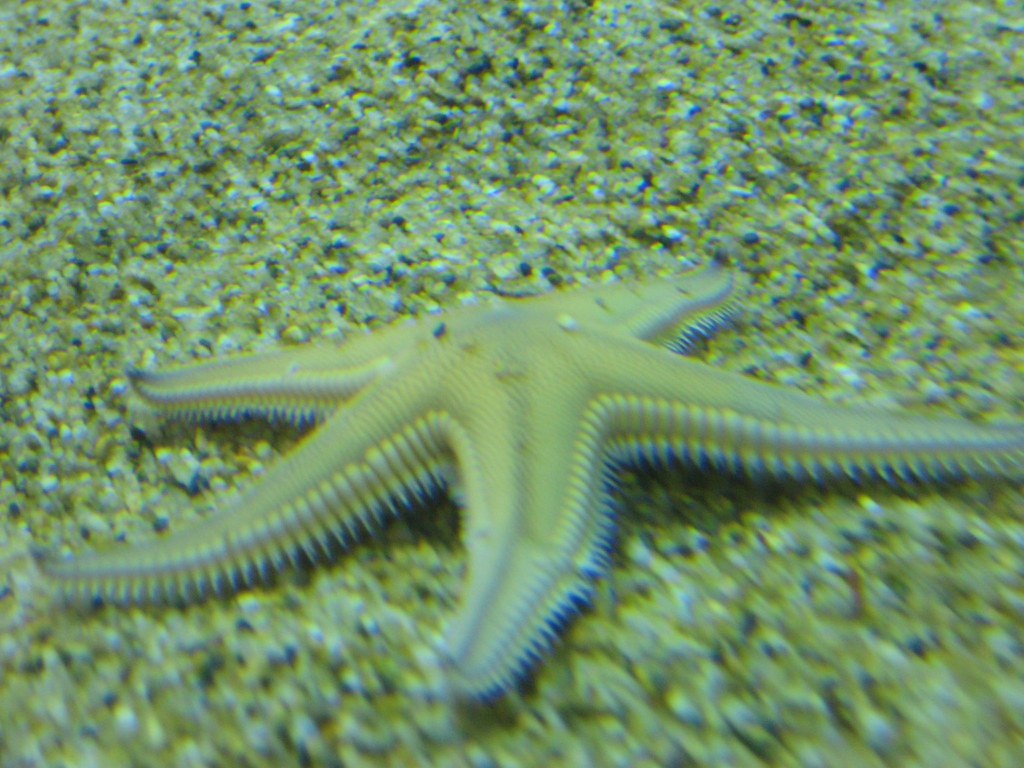 Seymour Center, Long Marine Lab tnporter Flickr